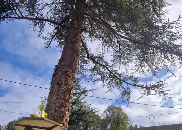 Les Oliviers * Groléjac